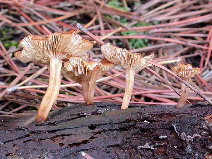 Lentin en omphale (Lentinellus omphalodes)