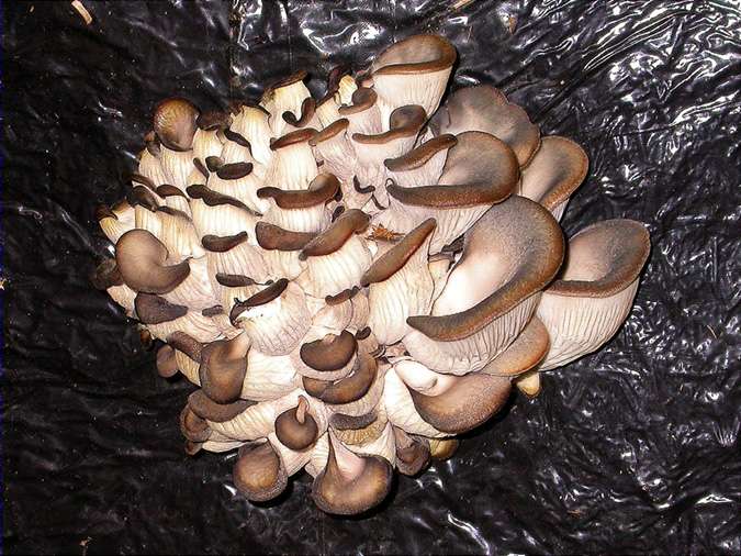 Pleurote en huître, orellana, gírgola (Pleurotus ostreatus)