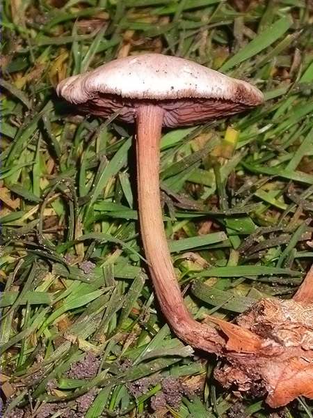 Mycena pelianthina