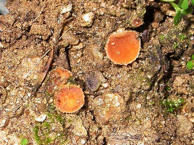 Leucoscypha patavina (=Pustularia patavina)