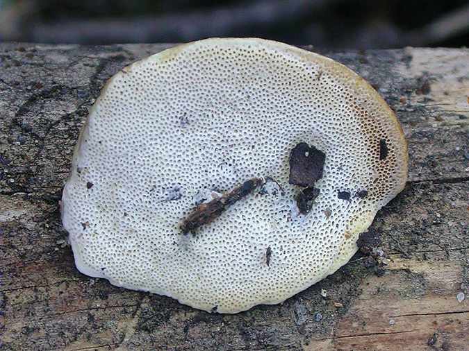 Polypore ocre et blanc (Perenniporia ochroleuca)