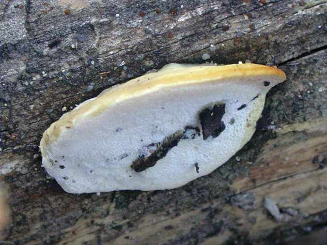 Polypore ocre et blanc (Perenniporia ochroleuca)