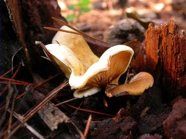 Paxillus panuoides