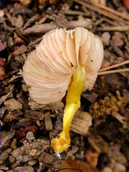 Pluteus romellii (=P. lutescens)