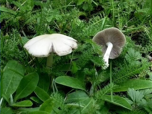 Psathyrella candolleana