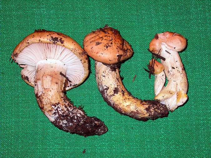 Hygrophore pudibond (Hygrophorus pudorinus)