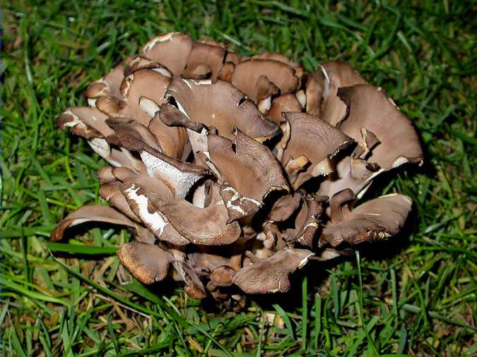 Polyporus umbellatus (Pers.) Fr.