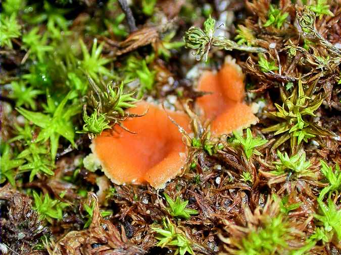 Leucoscypha patavina (=Pustularia patavina)?