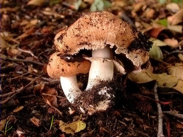 Rubiol de sang (Agaricus haemorrhodarius)