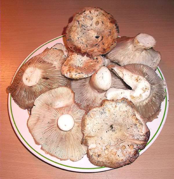 Pebràs (Russula delica)