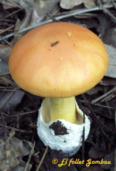 Ou de Reig (Amanita caesarea)