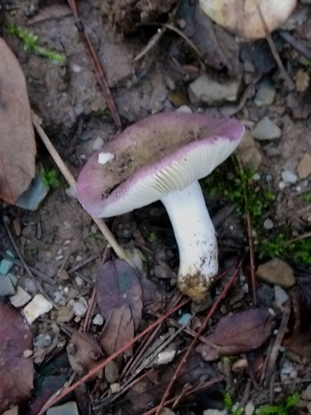 Russula fragilis