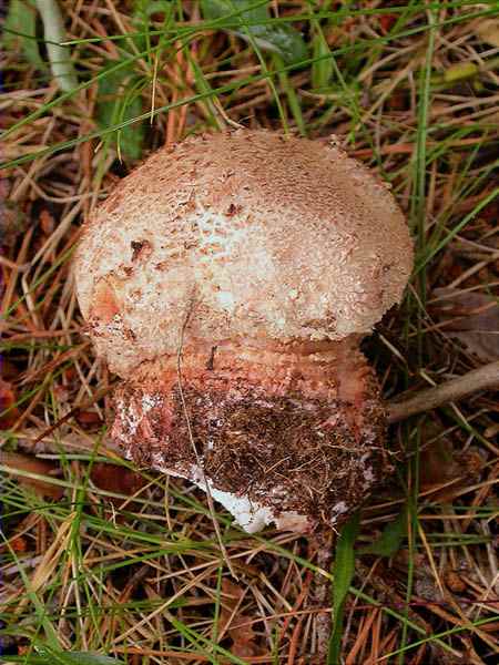 Amanite rougissante (Amanita rubescens)