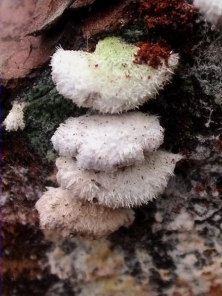 Schizophyllum commune