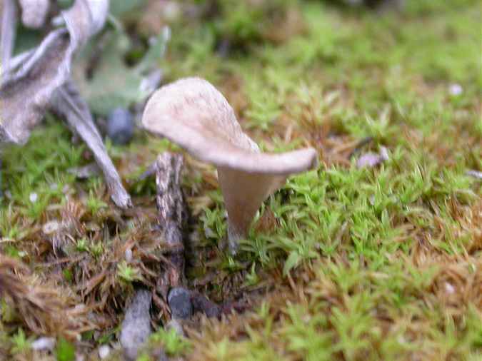 Arrhénie en spatule (Arrhenia spathulata)