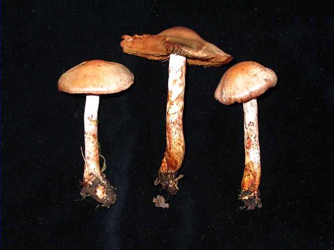 Cortinarius spilomeus (Fr.:Fr) Berk