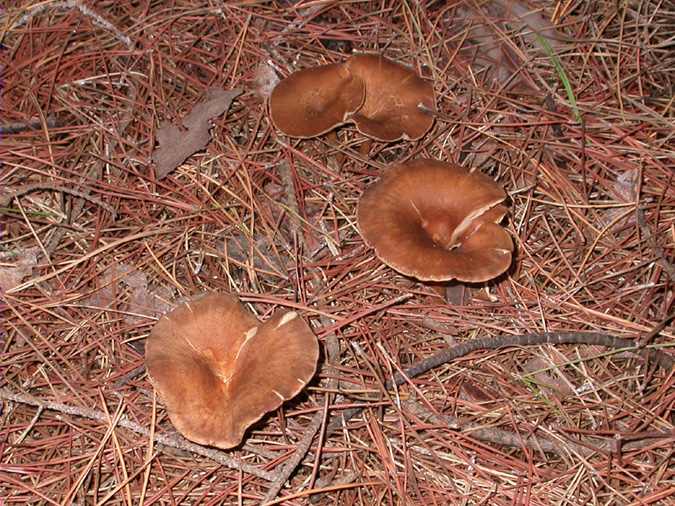 Clitocybe presque squamuleux (Clitocybe squamulosoides var. meridionalis)