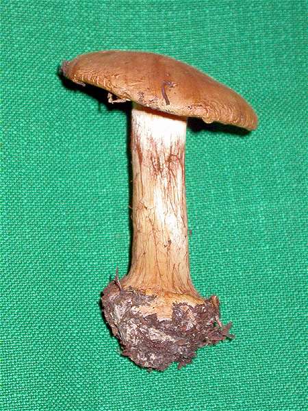 Cortinarius sulphurinus