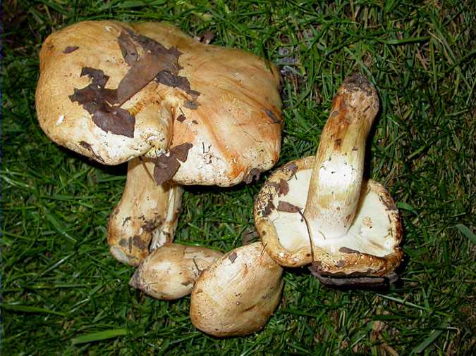 Timoner, carlet blanc (Tricholoma acerbum (Bull.:Fr.) Quélet)