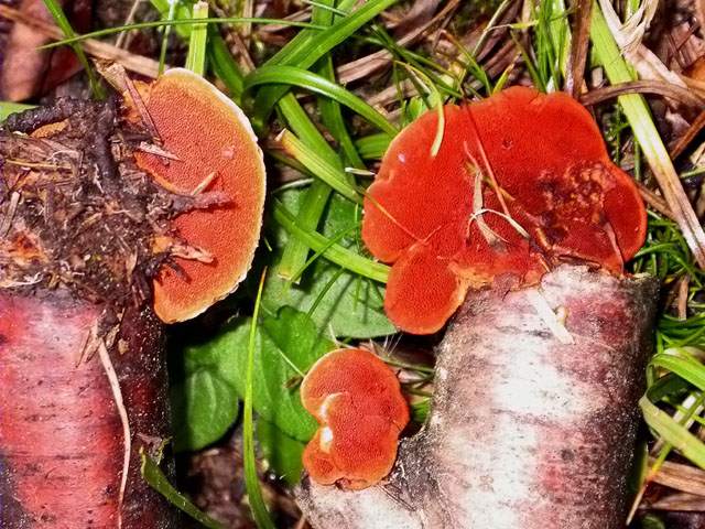 Trametes cinnabarina