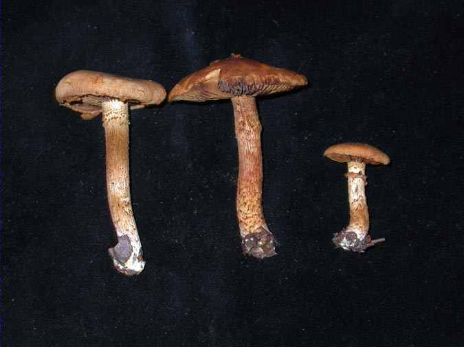 Inocybe terrigena (Fr.) Kühn