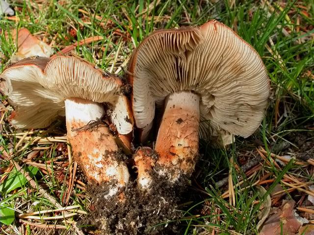 Escarlet de pí (Tricholoma batschii=T. fracticum)