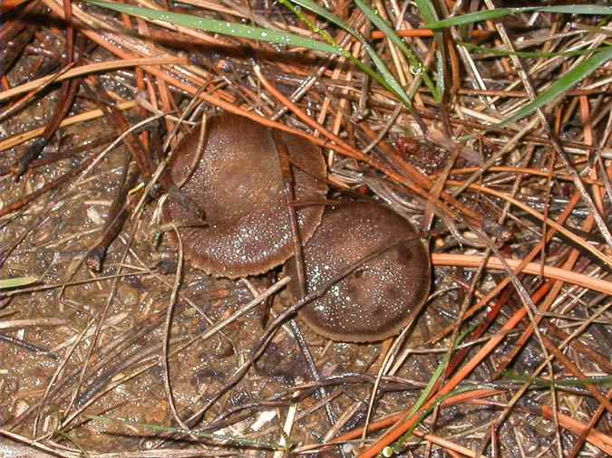 Tricholoma triste 2