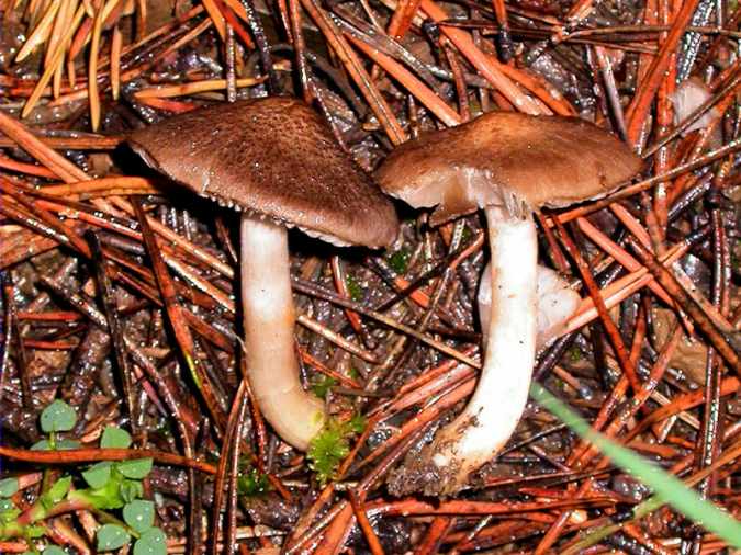 Tricholoma triste