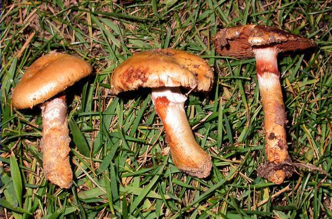 Cortinarius trivialis f. luteolus