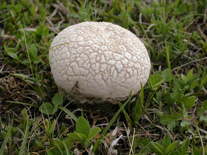 Calvatia utriformis