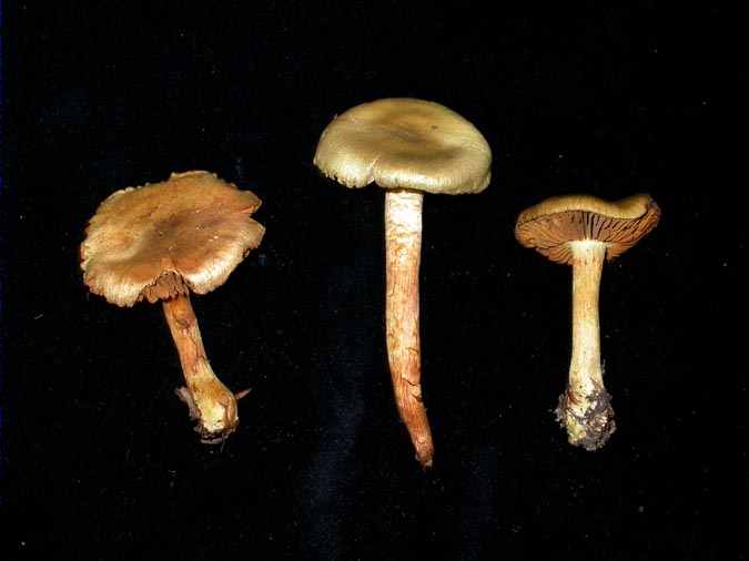 Cortinarius venetus (Fr.) Fr. var. montanus Moser