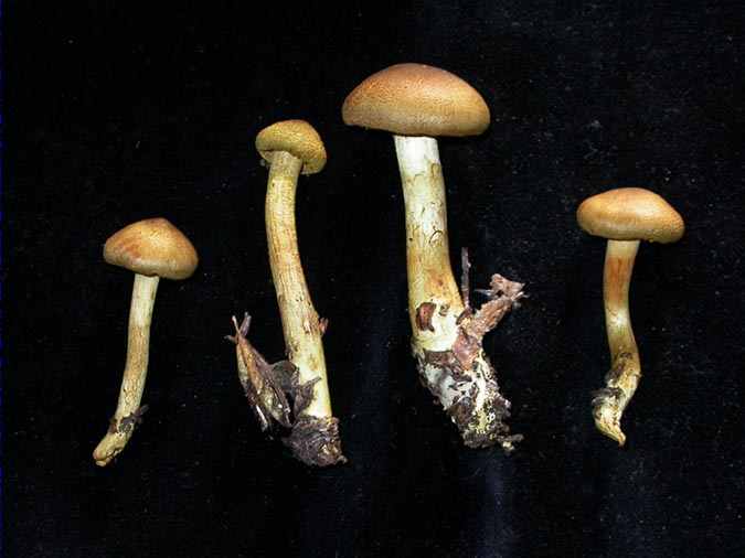 Cortinarius venetus (Fr.) Fr. var. montanus Moser