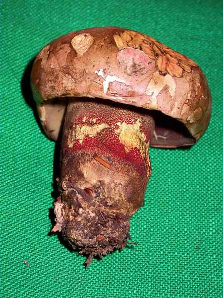 Bolet rose et jaune (Boletus rhodoxanthus)