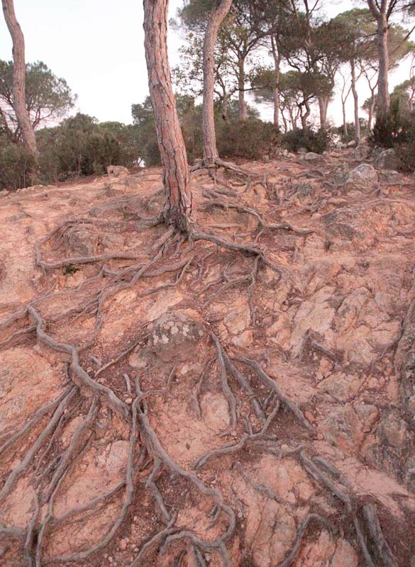 Arrels de pi pinyoner (Pinus pinea)