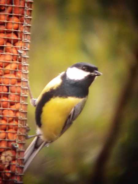 Mallerenga carbonera jove mascle (Parus major)