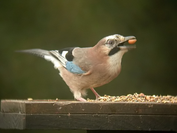 Gaig (Garrulus grandarius)