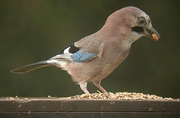 Gaig (Garrulus grandarius)