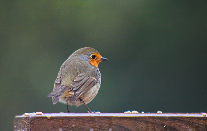 Pit-Roig (Erithacus rubecula)