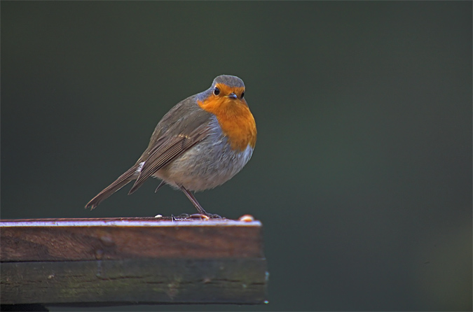 Pit-Roig (Erithacus rubecula)