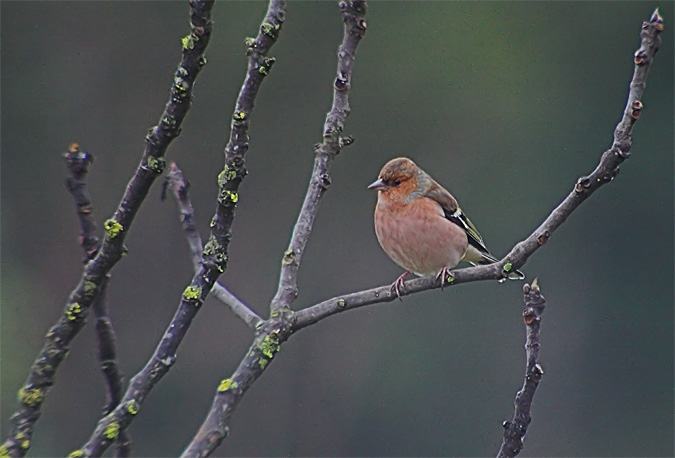 Pinsà comú (Fringilla coelebs)