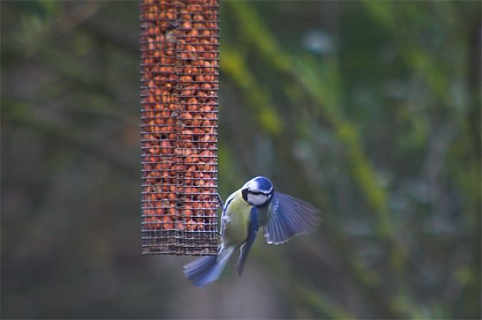 Mallerenga blava (Parus caeruleus)