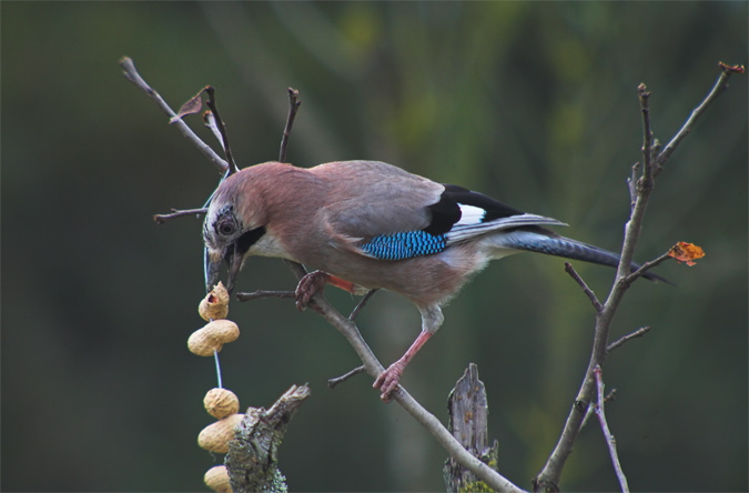 Gaig (Garrulus glandarius)