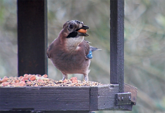 Gaig (Garrulus glandarius)