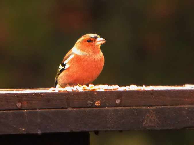 Pinsà comú mascle (Fringilla coelebs)