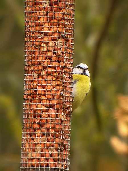 Mallerenga blava (Parus caeruleus)