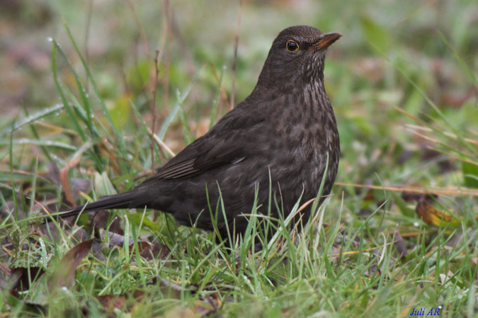 Merla (Mirlo común)(Turdus merula)