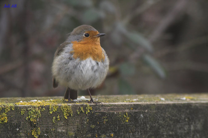 Pit-roig   (Petirrojo)(Erithacus rubecula)