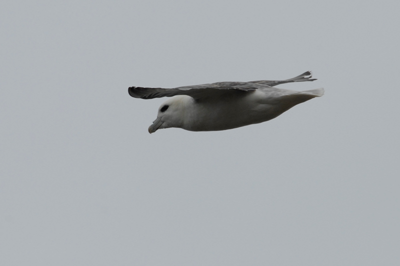 Fulmar (Fulmarus glacialis)