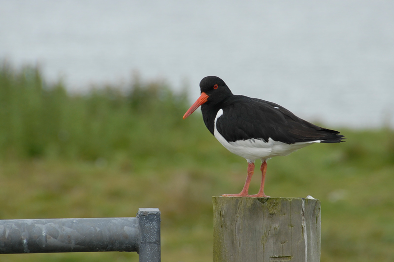 Garsa de mar (Haematopus ostralegus)