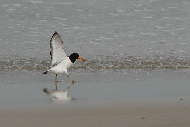 Garsa de mar (Haematopus ostralegus)